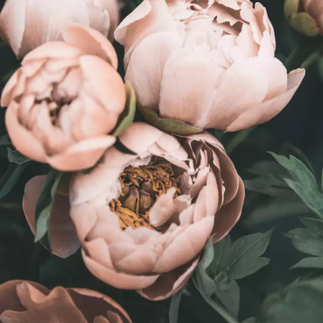 Kissen Peonies coral