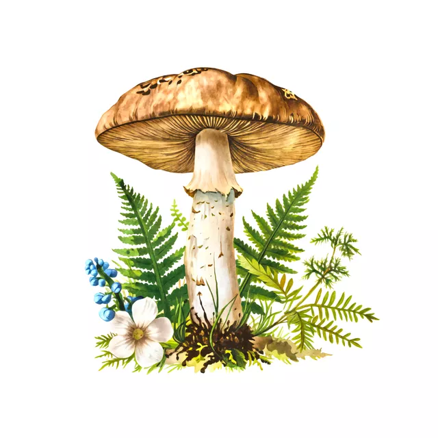 Kissen Forest Mushroom