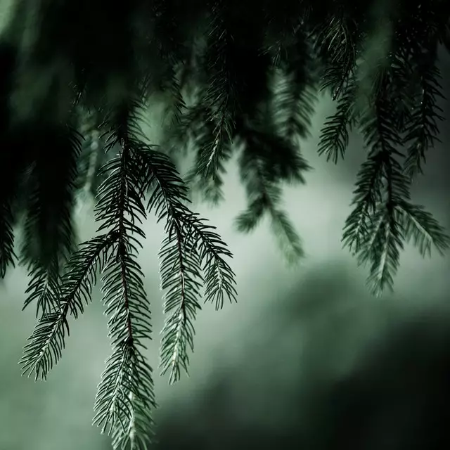 Tischläufer Branches 3