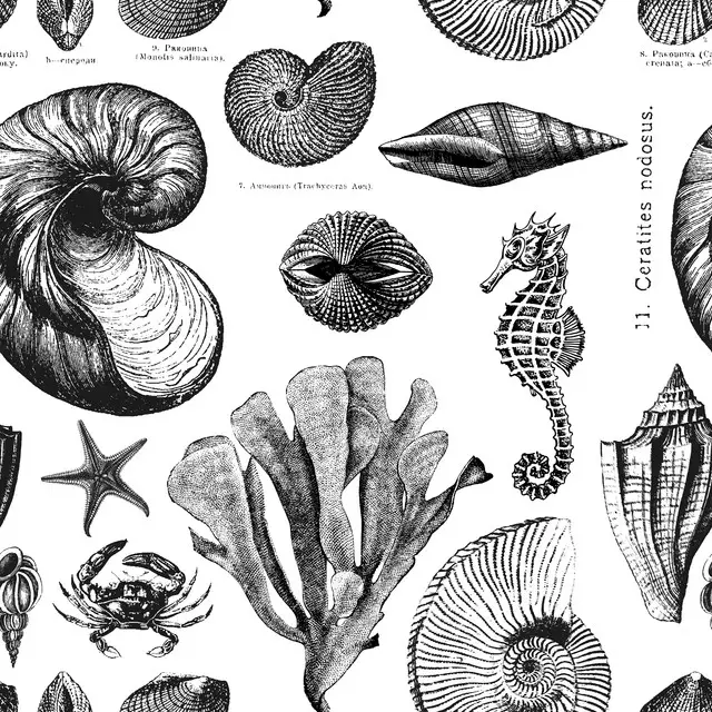 Kissen Vintage Seashells