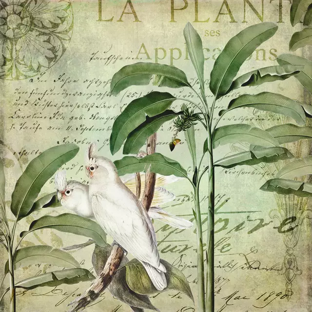 Kakadus im Tropenparadies 3