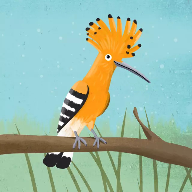 Geschirrtücher Wiedehopf