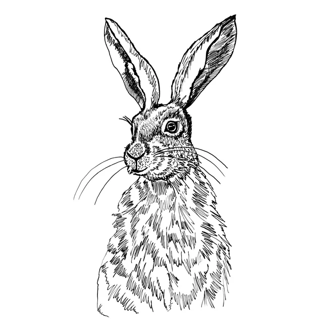 Kissen Hase Tusche Schwarz Weiss