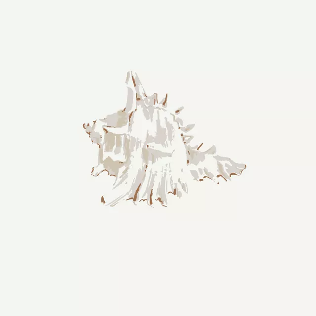 Kissen Muscheln sand