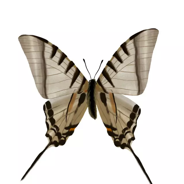 Tischset Schmetterling