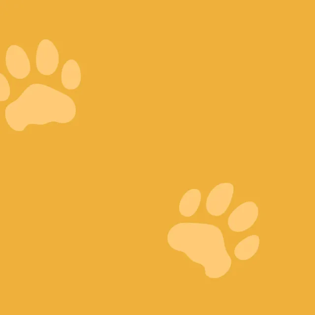 Dekovorhang Cut Lion – Löwe