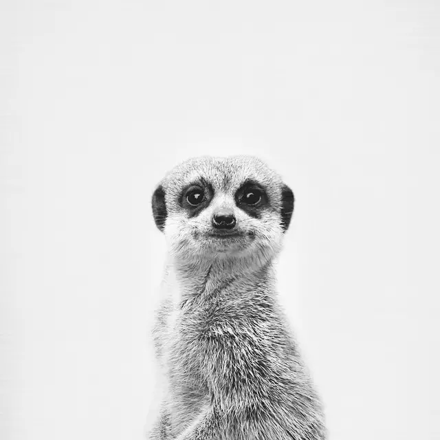 Geschirrtuch Meerkat