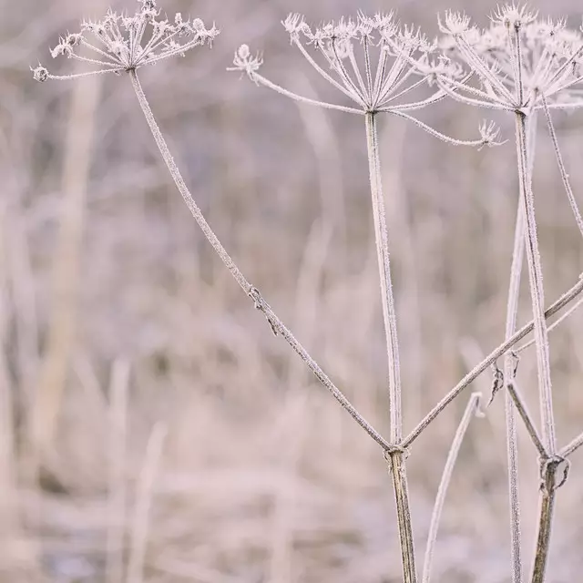 Kissen Winterblumen