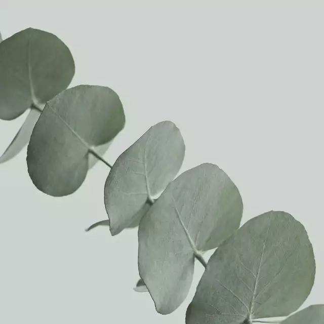 Kissen Eucalyptus 2