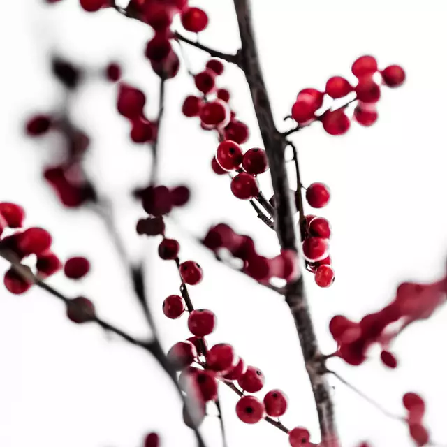 Kissen Red Berries 1