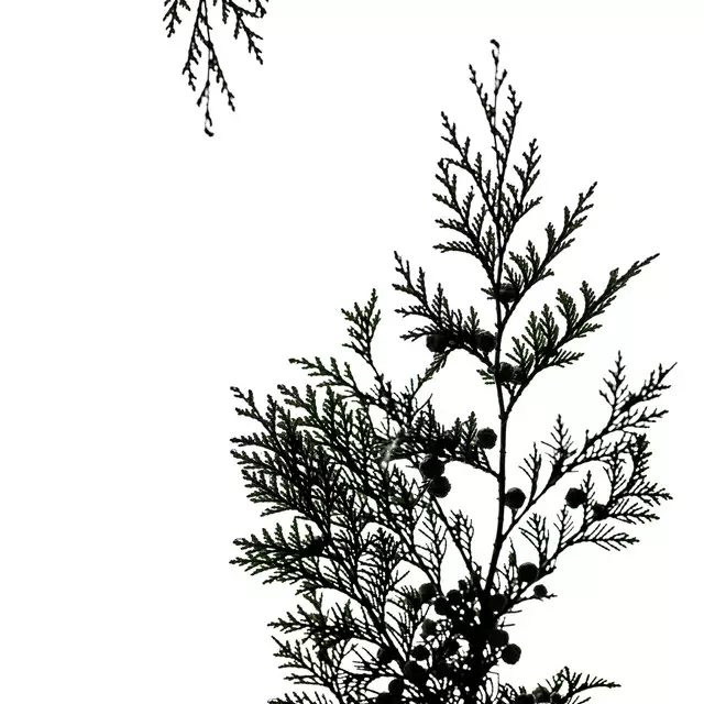 Tischläufer Winter Branches 14