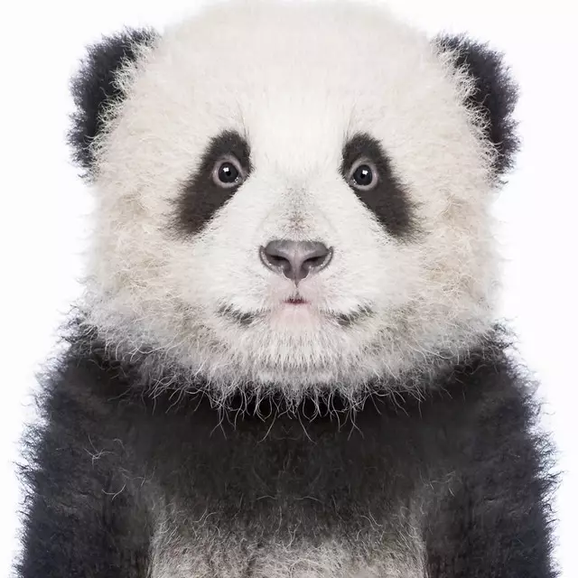 Kissen Panda