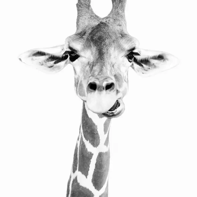 Geschirrtuch Happy Giraffe