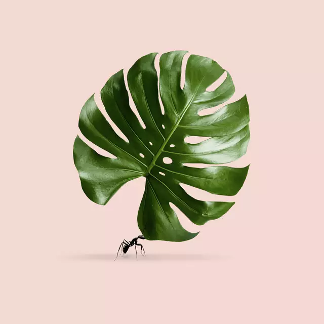 Kissen Monstera Ant