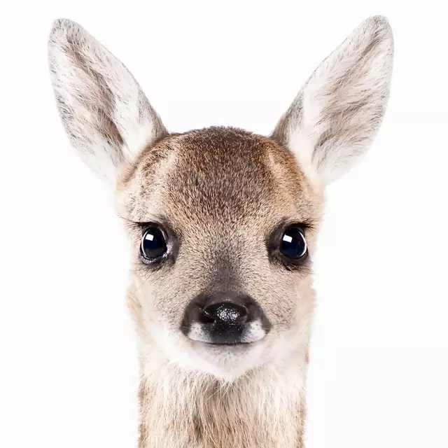 Kissen Fawn