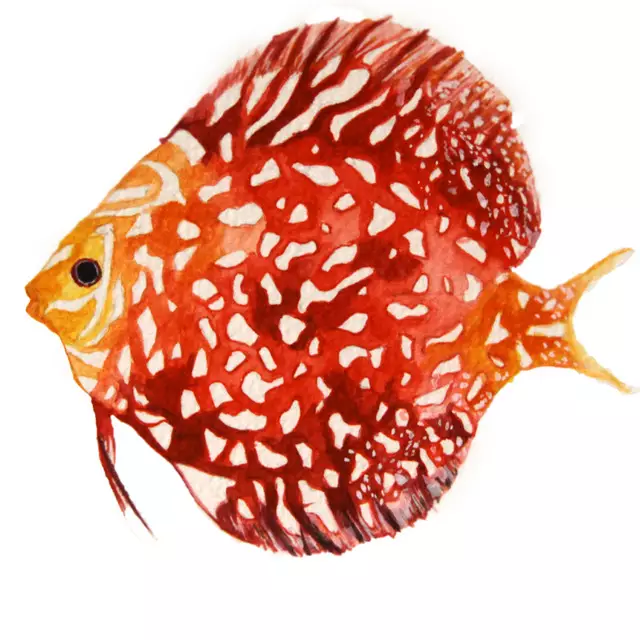 Kissen Disco Fish