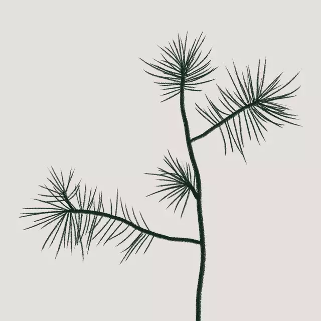 Kissen Grøn Kæbe Lys