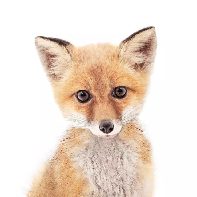 Bettwäsche Baby Fox