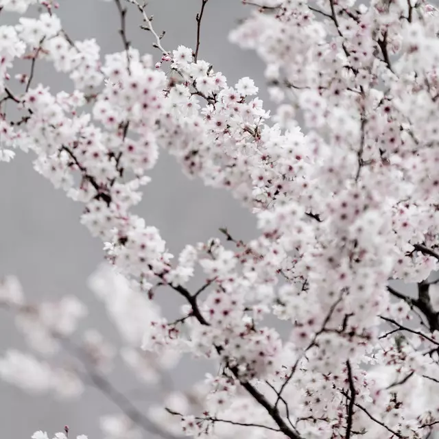 Kissen Colorful Spring 6