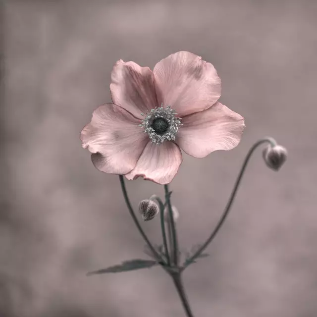 Kissen Moody Autumn Flower