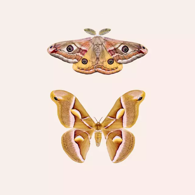 Bodenkissen Moths