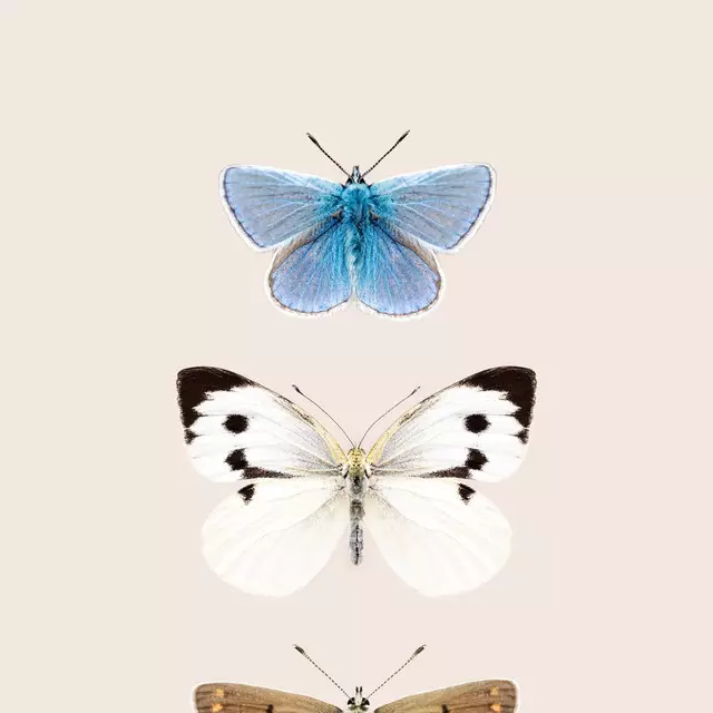 Dekovorhang Butterflies