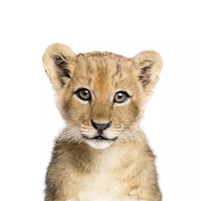 Kissen Baby Lion