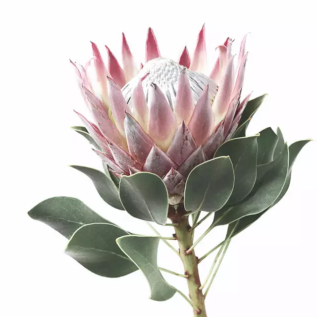 Kissen King Protea