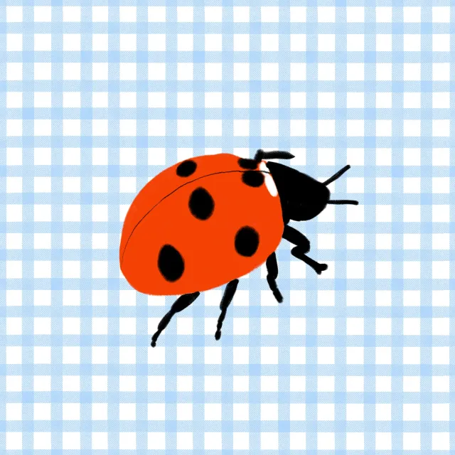 Kissen Marienkäfer Blau kariert