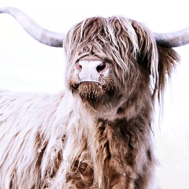 Geschirrtücher Hochlandrind Frida