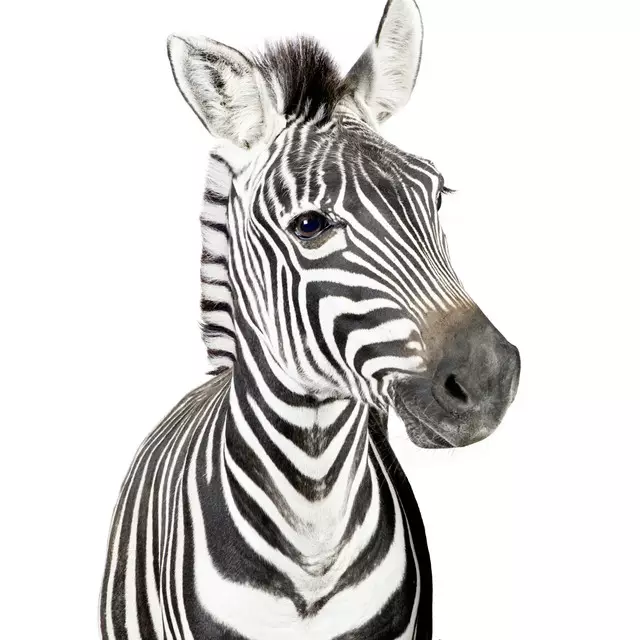 Kissen Baby Zebra