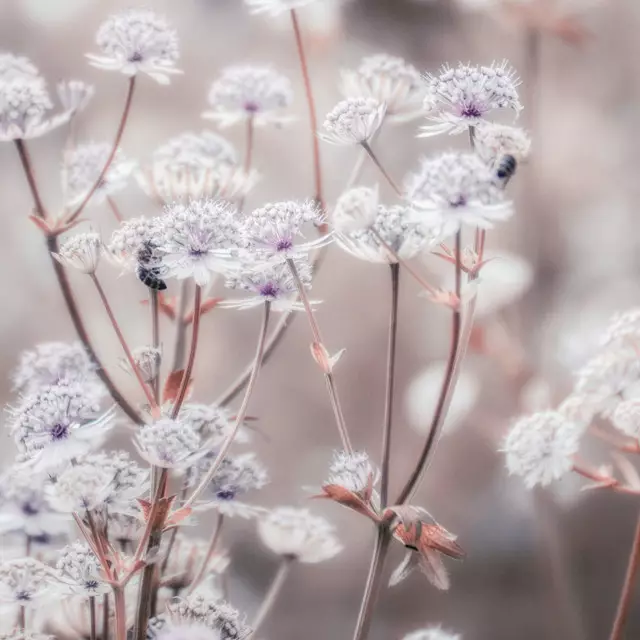 Kissen Wildblumen Rosa Beige