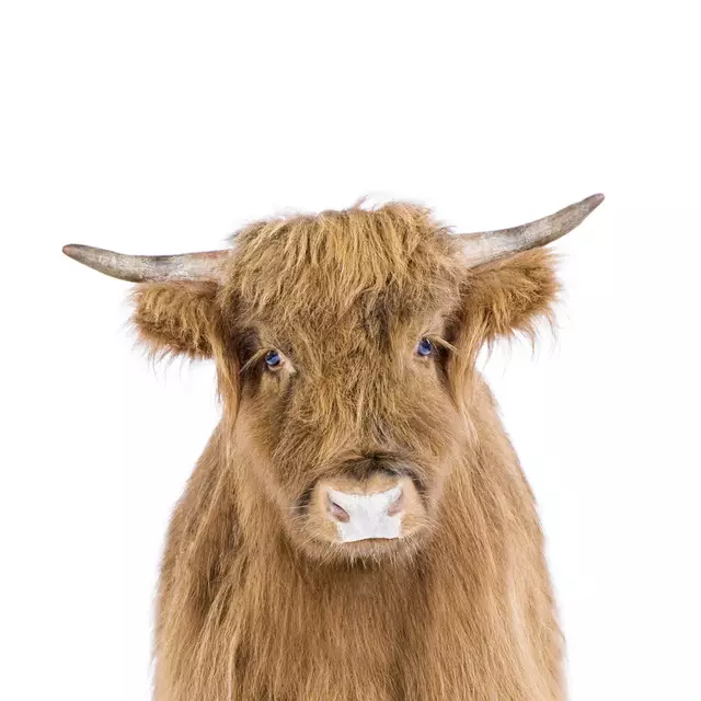 Kissen Baby Cow
