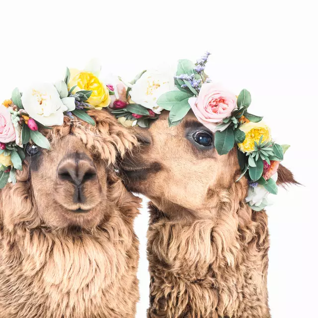 Kissen Alpacas with Corollas