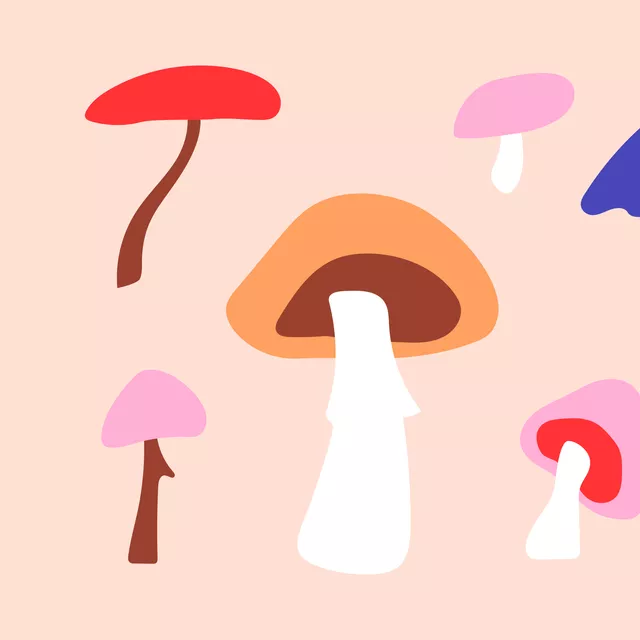 Kissen Mushrooms in my Kitchen