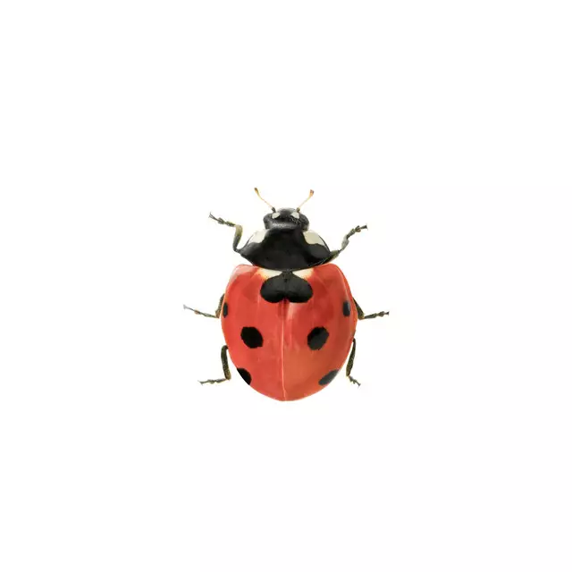 Bankauflage Ladybug