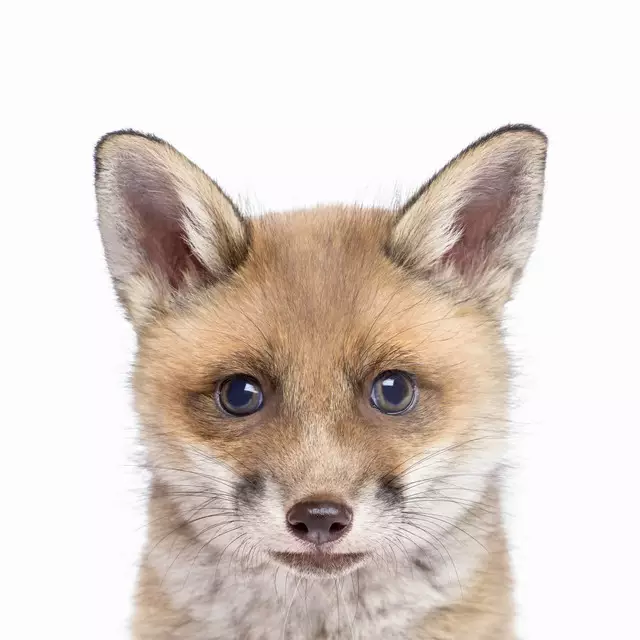 Kissen Fox