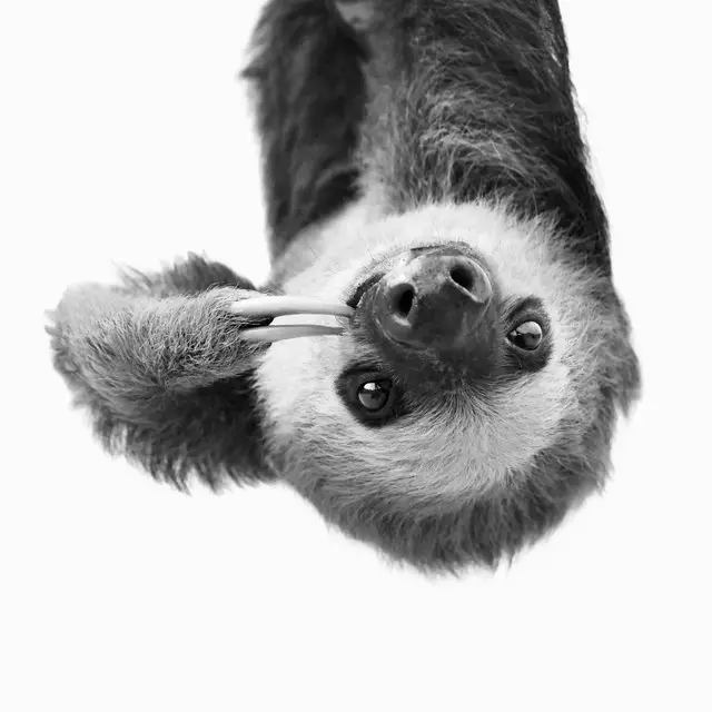 Geschirrtuch Sloth