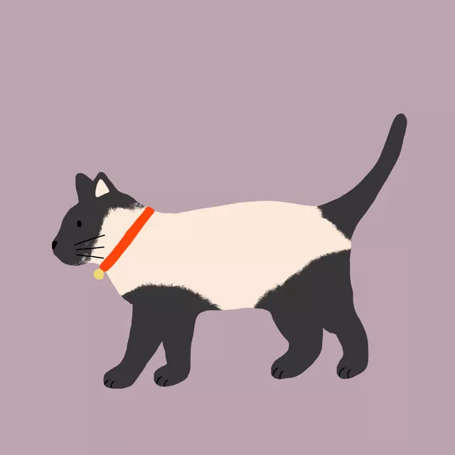 Kissen Siamesische Katze