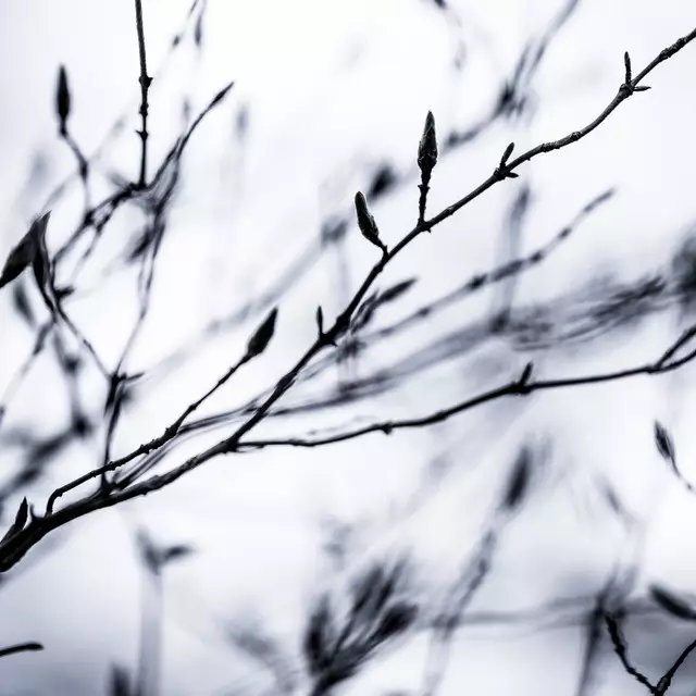 Kissen Winter Branches 2