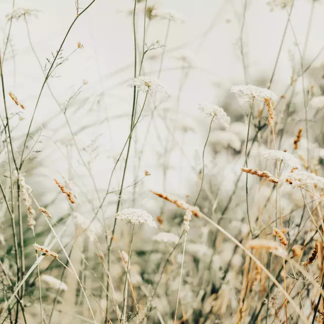 Bettwäsche Wild Flowers in Pastel Colors