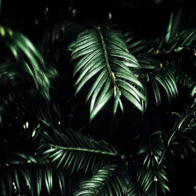 Tischdecke Schwarzwald Tanne Original