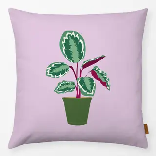 Kissen Calathea Zimmerpflanze
