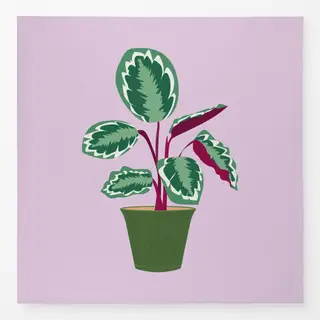 Tischdecke Calathea Zimmerpflanze