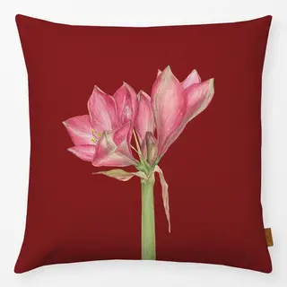 Kissen Amaryllis Rittersternblüten weinrot