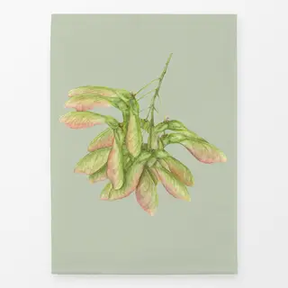 Geschirrtücher eukalyptus