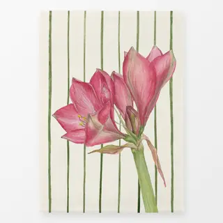 Geschirrtücher Amaryllis Streifen