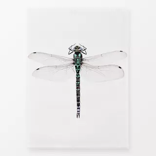 Geschirrtücher Libelle