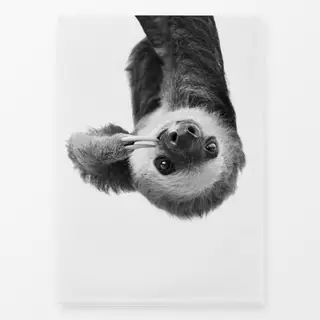 Geschirrtücher Sloth