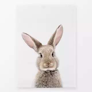 Geschirrtücher Baby Hase